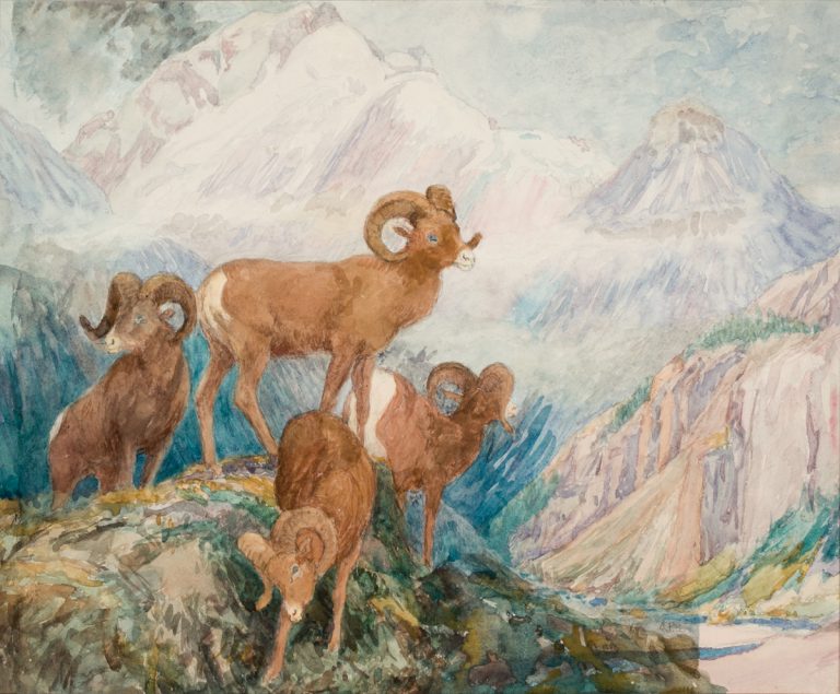 Big Horn Mountain Sheep