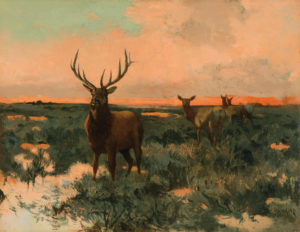 Elk in Colorado